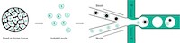 sNuc-Seq Diagram-Web